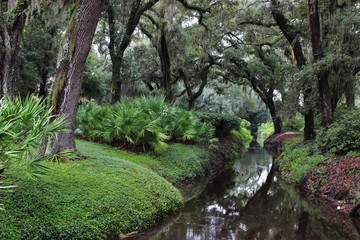 stream in the forest