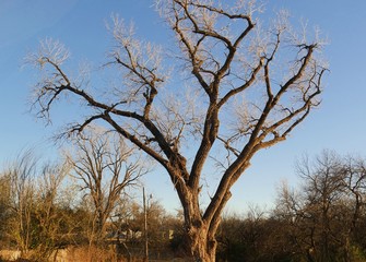 Leafless trees by the pond in winter