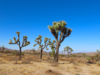 Joshua Tree National Park in California