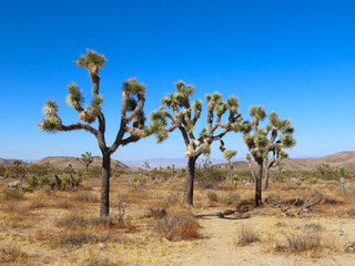 Joshua Tree National Park in California