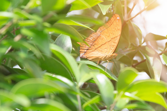 Malay Cruiser (Vindula dejone erotella) butterfly on green leaf in a garden. Copy space wallpaper.
