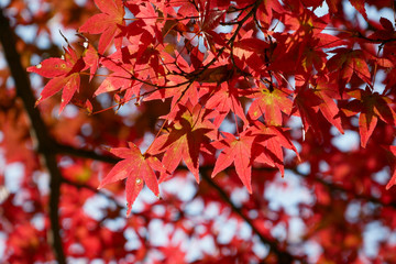background autumn leaves in Japan