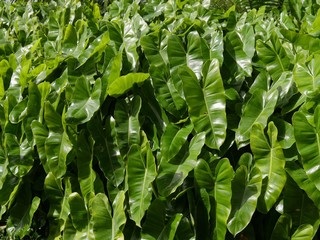 Medium wide shot of a thick patch of green elephant ears