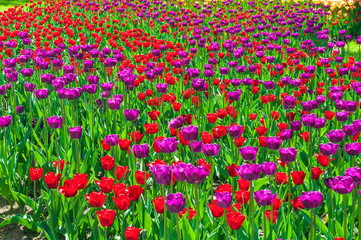Colorful bright tulips in the park. Spring landscape