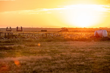 Farmland at Sunrise
