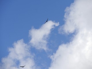 Wide shot of blue and white clouds with two birds flying in the skies