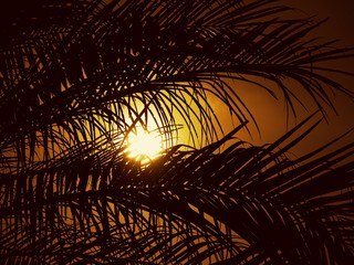 Close up of coconut fronds silhouetted in a fiery sunset