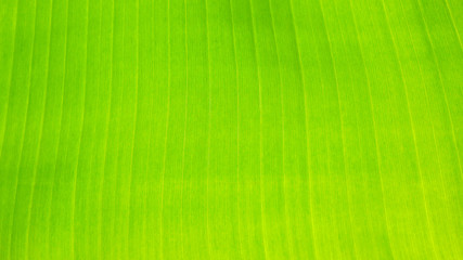 fresh green Leaf texture background of banana