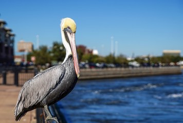 Pelican At The Pier