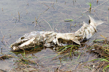 Salmon carcass on shore