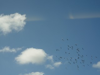 Gorgeous skies with a flock of birds flying