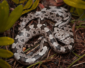 Eastern Rat Snake (Pantherophis alleghaniensis)