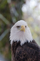 Fototapeta premium Portrait of bald eagle looking toward the camera 