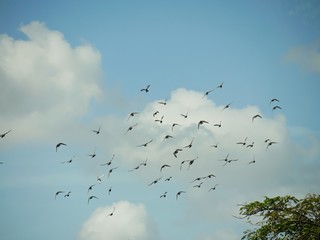 A flock of birds flying in the blue and white skies, with the tops of a tree in view