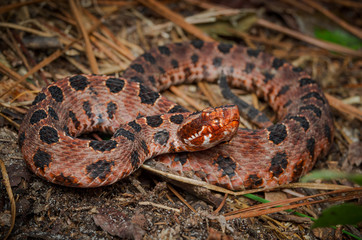 Carolina Pygmy Rattlesnake (Sistrurus miliarius miliarius)