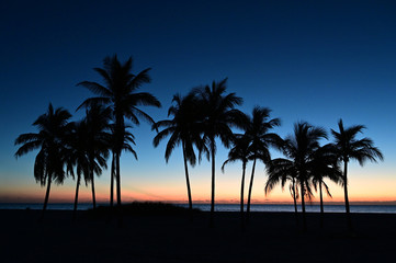Fototapeta na wymiar Palm trees silhouetted against pastel colors of twilight on Crandon Park Beach in Key Biscayne, Florida.