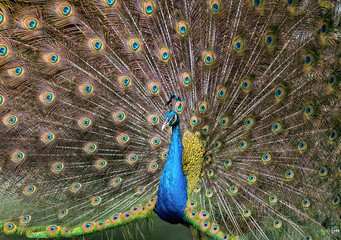 Obraz premium Close up Male Indian Peafowl or Indian Peacock is Spreading Feathers