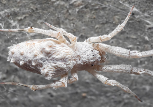 Macro Photo of White Spider is on the Web