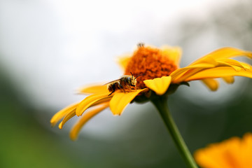 Bee. Close up of a large striped bee collecting pollen on a yellow flower on a green background in a field.  Macro horizontal photography.