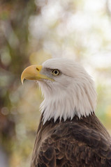 Fototapeta premium Portrait of bald eagle