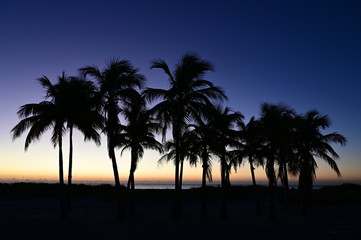 Naklejka premium Palm trees silhouetted against pastel colors of twilight on Crandon Park Beach in Key Biscayne, Florida.