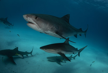 Tiger sharks at Tiger Beach. Bahamas