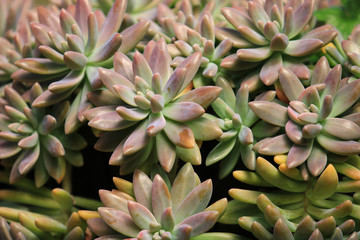 Beautiful group of Pachyphytum Compactum blossoming in garden, pattern of Pachyphytum Compactum plant as a Floral background