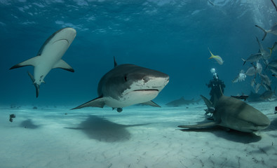 Fototapeta premium Sharks in clear blue water
