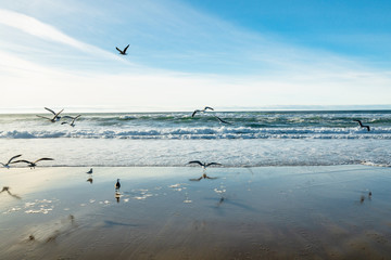 Fototapeta na wymiar Flock of birds on the beach. Dramatic sea, cloudy sky background