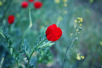 red poppies on a background of grass.