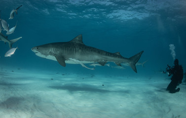 Tiger sharks at Tiger Beach. Bahamas