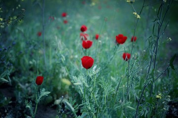 Fototapeta premium red poppies on a background of grass.