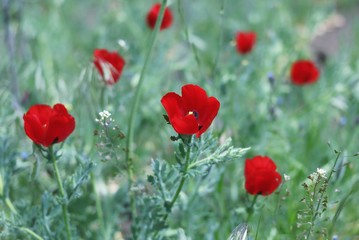 red poppies on a background of grass.