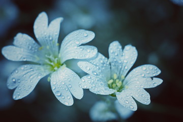 flowers with dew drops. close-up.