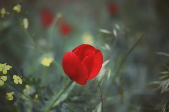 red poppies on a background of grass.