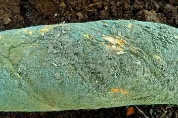 bread covered with blue-green mold