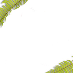 Leaf flatlay square template for background isolated on white 