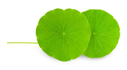 Asiatic Leaf Herb gotu kola, indian pennywort, centella asiatica, tropical herb isolated on white...