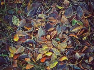 ice crystals on fallen leaves. winter background.