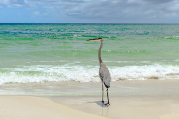 Great Blue Heron (Ardea herodias) walking on seashore