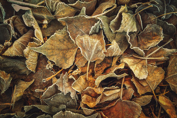 ice crystals on fallen leaves. winter background.