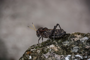 close up insect in Guatemala