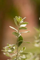 A straight green silver leaf stem over pink and green soft blurred background