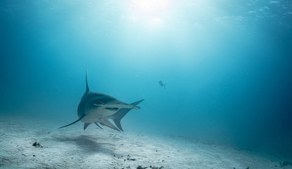 Great Hammerhead sharks off of Bimini, Bahamas