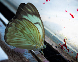 Fototapeta na wymiar butterfly ( borboleta )