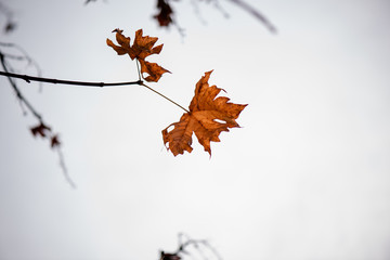 Last autumn leaf with white background