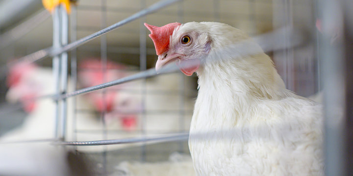 egg factory plant agriculture poultry chicken farm