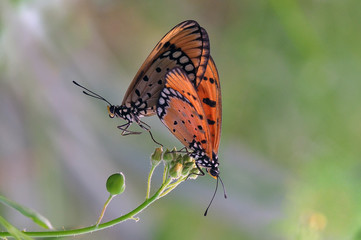 a butterfly is mating