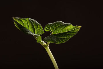 New leaves emerging in dramatic light and black background