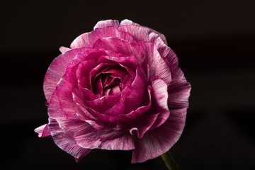 Pink Rannunculus close up with dark background